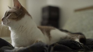Uyanık, yeşil gözlü sakin bir kedi yumuşak, karanlık bir battaniyenin üzerinde dinleniyor, doğal ışıkta huzurlu bir anın tadını çıkarıyor..
