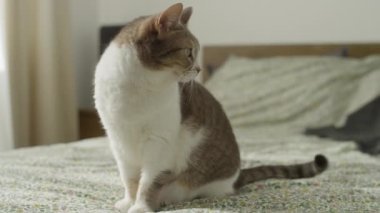 Tetikte ve meraklı bir kedi çiçek desenli bir yatak örtüsünün üzerinde oturur, dikkatlice bakar, yumuşak doğal ışıkla yıkanır..