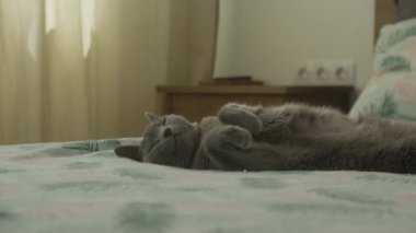 Gri bir kedi rahat bir şekilde sırt üstü uzanıyor rahat bir yatakta, yumuşak doğal ışık perdelerden süzülüyor arka planda..