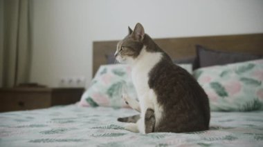 Bir tekir kedi çiçek desenli bir yatakta dik oturuyor, rahat bir yatak odasında kameraya dikkatle bakıyor..