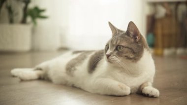 Sakin bir tekir kedi, ahşap bir zeminde uzanır, yumuşak doğal ışıkla, kapalı bir ortamda dikkatle bakar..