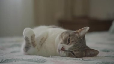 Bir yatakta dinlenen sakin bir tekir kedi, yumuşak, doğal bir ışıkla çevrili, rahat ve huzurlu bir hava yayıyor..