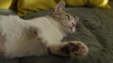 Yumuşak, dokulu bir battaniyeye uzanmış, rahat ve huzurlu bir anın tadını çıkaran rahat bir kedinin yakın çekimi..