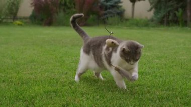 Yeşil çimenlerin üzerinde meraklı bir kedi sallanan tüylü oyuncağı dikkatle gözlemliyor, dışarıda oyuncu ve meraklı davranışlar sergiliyor..