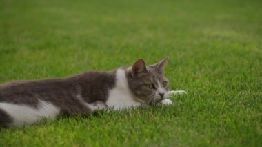 Oyuncak bir kedi yeşil çimlerde yatar, patisini uzatır ve oyuncak bir fareye bağlanır..
