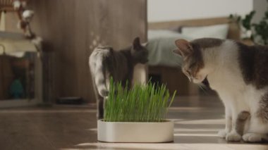 Evcil bir kedi ilginç bir şekilde evin içinde taze yeşil otların kokusunu alırken, başka bir kedi sıcak bir yuva ortamında yürüyüp gidiyor..