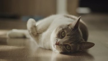 Beyaz ve gri bir kedi, ahşap bir zeminde rahat bir şekilde uzanıyor. Huzurlu ve rahat bir ortamda yeşil gözlerle bakıyor..