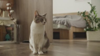 Beyaz ve gri bir kedi, ahşap bir zeminde, rahat bir yatak odasında dikkatlice oturur. Etrafı bitkilerle ve modern dekorlarla çevrilidir..