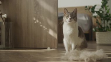 Bir kedi, yakındaki ahşap bir zeminde, rahat bir ev ortamında kürk yığını içinde otururken kameraya göz kırpıyor..