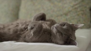 Tüylü gri bir kedi, patileri kıvrılmış, rahat bir yatakta huzur içinde uyuyor, sakin ve rahat bir istirahatın tadını çıkarıyor..
