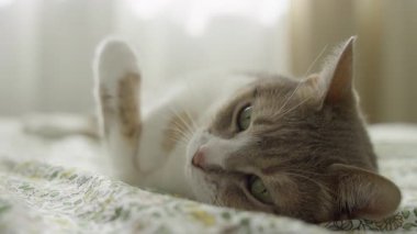 Beyaz ve gri bir kedi, çiçekli bir yatak örtüsünün üzerinde rahat bir şekilde uzanıyor, sakin yeşil gözlerle bakıyor, evde huzurlu ve rahat bir anın tadını çıkarıyor..