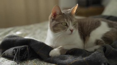 Beyaz ve gri bir kedi yumuşak, koyu renkli bir battaniyenin üzerinde uzanır, sıcak bir yuvada yeşil gözlerle dikkatle bakar..