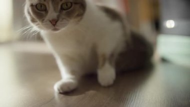 Beyaz ve gri bir kedi ahşap bir zeminde dinleniyor, yeşil gözlerle dikkatle bakıyor, sakin ve rahat bir evde gözlemci gibi görünüyor..