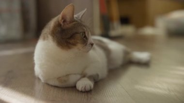 Pençeleri çaprazlanmış, rahat ve huzurlu bir şekilde yan tarafa bakan, tahta bir zeminde yatan beyaz ve gri bir kedi..