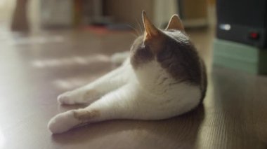 Beyaz ve gri bir kedi, ahşap bir zeminde rahat bir şekilde uzanıyor, rahat bir duruşa bakıyor, ev ortamının sıcaklığının tadını çıkarıyor..