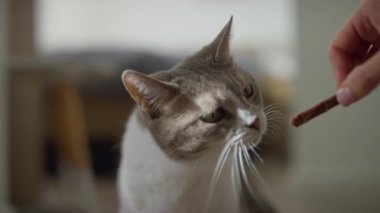 Beyaz ve gri bir kedi, insan eli tarafından tutulan bir ziyafeti hevesle yalıyor. Sıcak bir yuva ortamında bir anlık sevgi ve ödülün tadını çıkarıyor..