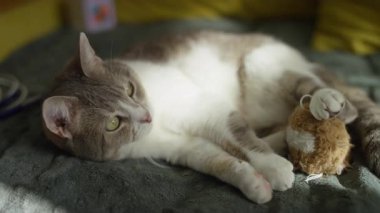 Yumuşak bir battaniyeye uzanmış sevimli bir kedi, yumuşak bir oyuncak tutuyor, gün ışığında rahat ve rahat bir anın tadını çıkarıyor..