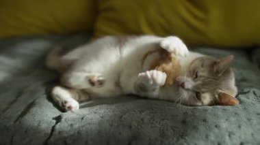 Yumuşak bir battaniyeye uzanmış, yumuşak bir oyuncak tutan evcil bir kedi. Ama neşeli bir modda değil. Sakin ve huzurlu bir anın tadını çıkarıyor..