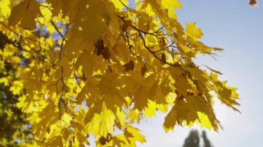 Parlak sarı akçaağaç yaprakları, açık mavi gökyüzüne karşı güneş ışığıyla aydınlatılıyor ve sonbahar yapraklarının güzelliğini gözler önüne seriyor..