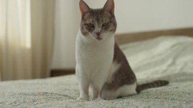 Evcil kedi esniyor, beyaz ve gri kürklü bir yatakta oturuyor, keskin dişlerini ve dilini rahat bir evde gösteriyor..