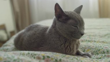 Parlak gri bir kedi, çiçekli bir yatak örtüsüne gözlerini kapatmış, rahat bir evde huzurlu bir şekerlemenin tadını çıkarıyor..