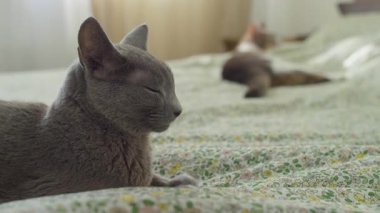 Gri bir kedi ön planda gözleri kapalı dinlenirken, diğer bir kedi de çiçek desenli bir yatak örtüsünün üzerinde uzanmış yatıyor..