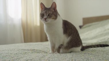 Beyaz ve gri kürklü evcil bir kedi çiçek desenli bir yatak örtüsüne dikkatlice oturur ve hafifçe aydınlatılmış bir yatak odasına merakla bakar..