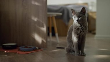 Hafif aydınlatılmış bir odada, ahşap bir zeminde oturan parlak gri bir kedi, düşünceli bir şekilde yemek kaselerinin yanına bakıyor güneş ışığı içeri süzülüyor..