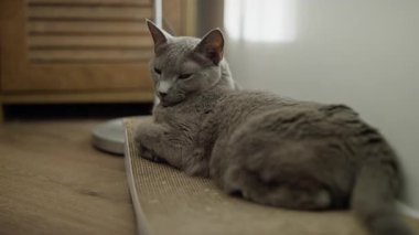 Zarif gri bir kedi çizik tahtasına rahatça uzanır, rahat ve rahat bir ev ortamında, yumuşak ışıklandırması olan.