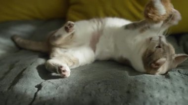 Yumuşak bir yatakta sırtüstü uzanmış şakacı bir kedi, patileriyle uzanıp, güneşli, rahat bir odada oyuncak kapıyor..