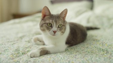 Yeşil gözlü çekici bir kedi yumuşak bir çiçekli yatak örtüsünün üzerinde rahat bir şekilde yatıyor, uyanık ve rahat bir ev ortamında..