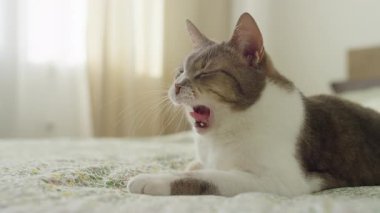 Rahatlamış bir kedi, çiçekli bir yatak örtüsünde uzanıyor, esniyor, rahat, güneşli bir yatak odasında huzurlu bir anın tadını çıkarıyor..
