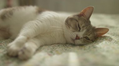 Beyaz ve gri kürklü uykulu bir kedi, rahat bir şekilde çiçek desenli bir yatakta uzanıyor, rahat bir ifadeyle usulca bakıyor..