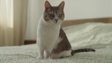 Beyaz ve gri kürklü meraklı bir kedi çiçek desenli bir yatakta dikkatlice oturur ve hafifçe aydınlatılmış bir yatak odasına bakar..