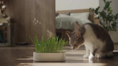 Bir tekir kedi ve beyaz kedi arka planda ahşap zemin ve yatak odası olan sıcak, güneşli bir evin içinde taze yeşil çimenleri kemiriyor..