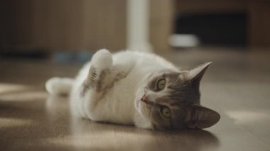 Bir tekir kedi ve beyaz kedi, ahşap bir zeminde rahat bir şekilde uzanıyor. Güneşli, rahat bir evin içini merakla seyrediyor..