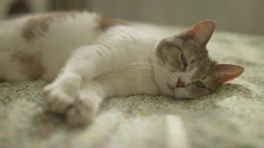 Rahat bir kedi, bir yatakta rahat bir şekilde uzanıyor, yumuşak bir yatakta uzanmış rahat bir ifadeyle uykulu bir şekilde seyrediyor, huzurlu ve rahat bir dinlenme anının tadını çıkarıyor..
