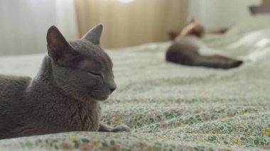 Rahat bir yatakta dinlenen iki rahat kedi, yumuşak bir yatakta dinlenen iki huzurlu kedi, odak noktasında gri bir kedi ve bulanık arka planda gerinen başka bir kedi.