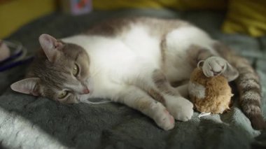 Oyuncak ile battaniyede uzanan rahat kedi, yumuşak bir battaniyeye uzanmış rahat bir kedi, uykusunda rahat bir oyuncağı nazikçe tutuyor, evde huzurlu ve rahat bir anın tadını çıkarıyor..