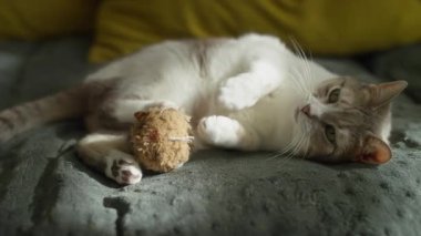 Oyuncak ile battaniye üzerinde uzanan neşeli kedi, yumuşak bir battaniyeye uzanmış rahat bir kedi, eğlenceli bir oyuncak tutarken meraklı bir şekilde, evde rahat ve rahat bir anın tadını çıkarıyor..