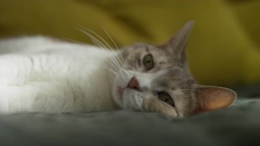 Rahat bir kedi, yumuşak bir battaniyeye uzanmış rahat bir kedi, rahat bir battaniyeye uzanmış, yarı kapalı gözlerle sakince bakıyor, huzurlu ve rahat bir dinlenme anının tadını çıkarıyor..