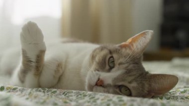 Rahat Kedi Yükselmiş Pençe ile yatakta uzanan, yumuşak bir yatakta uzanan rahat bir kedi, sakin bir şekilde bakan bir pençe havaya, huzurlu ve rahat bir dinlenme anı keyfini.