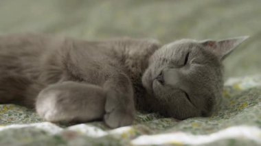 Uyuyan Gri Kedi, Yatakta Huzur İçinde Dinleniyor, Gri sakin bir kedi, yumuşak bir yatakta, çiçekli bir battaniyeyle uyuyor, gün ışığında huzurlu ve rahat bir şekerlemenin tadını çıkarıyor..