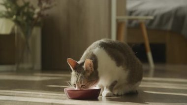Şirin bir evcil kedi, ahşap bir zeminde güneşli bir evin içinde otururken kaseden yemeğinin tadını çıkarıyor..