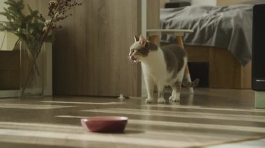 Evcil bir kedi ahşap bir zeminde duruyor, boş bir yemek kasesine bakıyor, sıcak, güneşli bir evin içinde, yatak odasının yakınında..