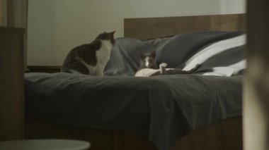 Rahatlamış bir kedi yatakta uzanırken diğer kedi dikkatlice izliyor, her ikisi de yumuşak yataklı, güneşli bir yatak odasının keyfini çıkarıyor..