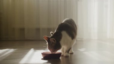 Evcil bir kedi, yumuşak perdeleri olan parlak, güneşli bir odada, ahşap bir zeminde dururken yemeğinin tadını çıkarıyor..