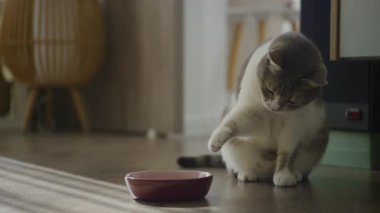 Evcil bir kedi ahşap bir zeminde oturuyor, patileriyle sıcak, aydınlık bir evdeki yemek kasesine uzanıyor..