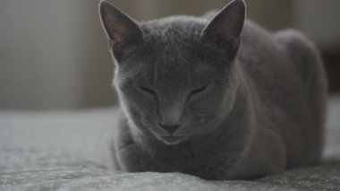 Güzel, gri bir kedi, gözleri kapalı, yumuşak bir yatakta dinleniyor, rahat bir evde huzurlu bir anın tadını çıkarıyor..