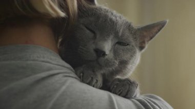 Rahatlamış gri bir kedi, sahibinin omzunda dinleniyor sıcak ve sevgi dolu bir kucaklaşmanın keyfini çıkarıyor..